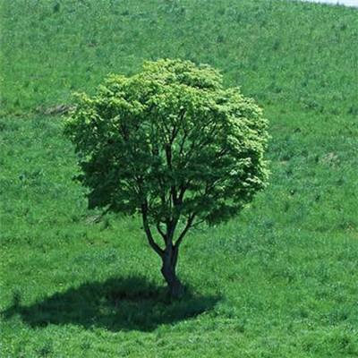 植物大战僵尸中国馆最新版下载